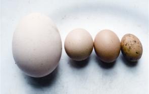 鹌鹑蛋和鸡蛋  你知道它们的营养区别吗