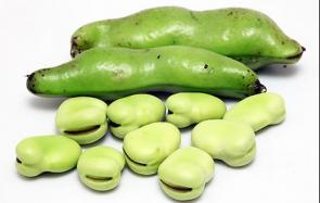 蚕豆的营养价值 吃蚕豆的好处