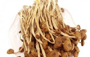茶树菇的营养价值及其功效介绍