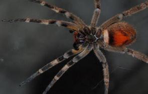 揭秘世界十大最恐怖毒蜘蛛，巴西漫游蜘蛛致男人永久阳痿