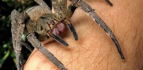 世界上最毒的十大蜘蛛排名，巴西游走蛛咬一口致男子勃起数天