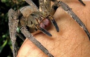 揭晓世界上最毒的十大蜘蛛排名 一起来看看