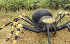世界上最大的蜘蛛 跟着小编一探究竟吧