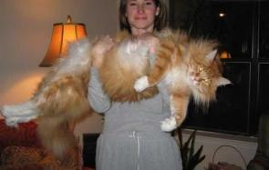 世界上最大的猫 随小编一起来看看吧