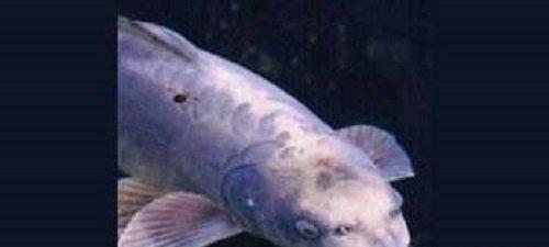 世界上脸最像人类的鱼——稀奇可爱的“人面鱼”