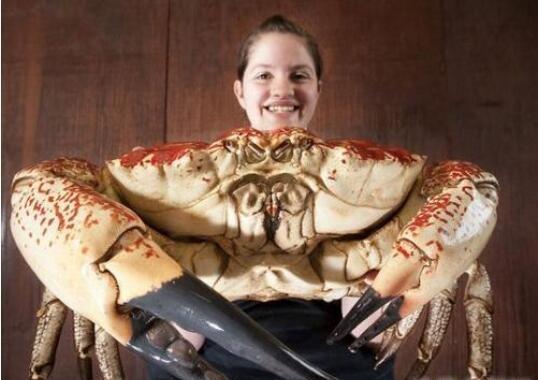 世界上最重的螃蟹，皇帝蟹重达72斤(相当于成年女性)