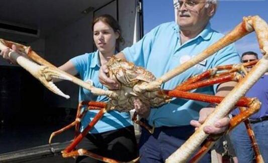 世界上体型最大的螃蟹，长达4米的日本蜘蛛蟹