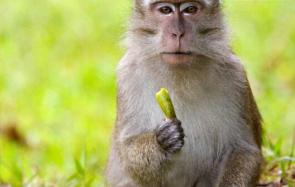 世界上最珍稀的猴子大盘点