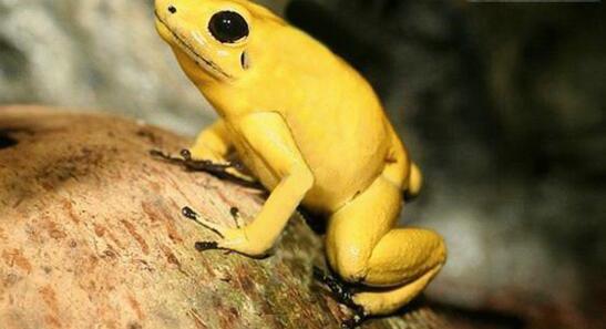 世界上最毒的生物，黄金箭毒蛙(3分钟秒杀10人)