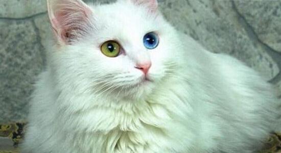 世界上最古老的猫，土耳其安哥拉猫(起源早自16世纪)