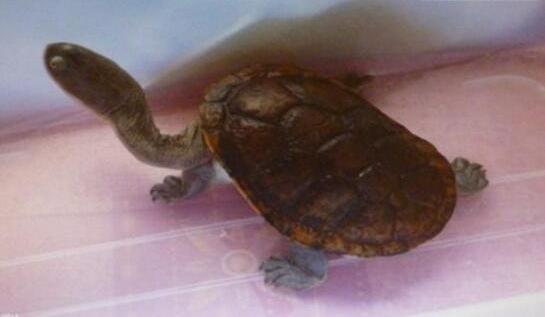 世界上脖子最长的乌龟，巨蛇颈龟(长达35厘米)