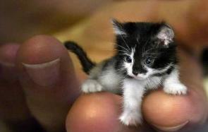 世界上最小的猫有哪些