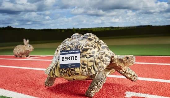 世界上爬行最快的乌龟，再也不怕输给兔子了