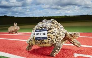 世界上爬行最快的乌龟大盘点