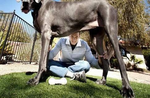 世界上最大的狗，大乔治(高2.2米/重111公斤)