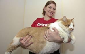世界上最胖最重的猫是哪条