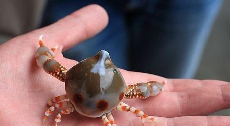 世界上最可爱的螃蟹