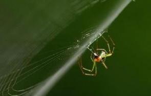 一起来看看世界上最小的蜘蛛