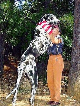 世界上最高的狗
