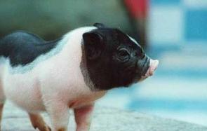 一起来看看世界上最小的猪