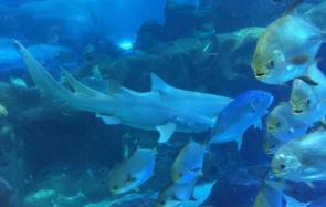 湖南长沙海底世界的主要景点 海洋馆是其一