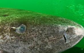 揭秘尼斯湖水怪之谜 专家称可能是格陵兰鲨