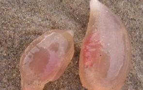 海滩惊现大量似“果冻”生物 这是什么生物?