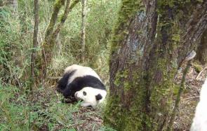 王朗自然保护区 大熊猫的家园！
