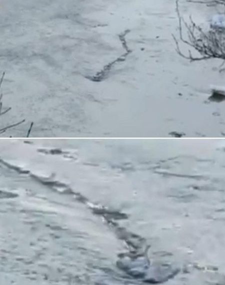 冰岛水怪 游走在冰面上的巨型蟒蛇